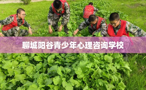 聊城阳谷青少年心理咨询学校