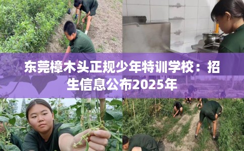 东莞樟木头正规少年特训学校：招生信息公布2025年