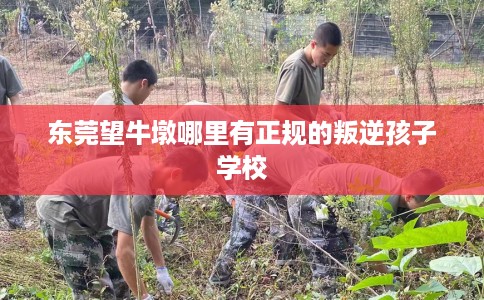东莞望牛墩哪里有正规的叛逆孩子学校