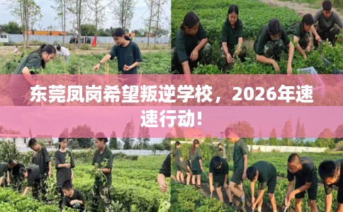 东莞凤岗希望叛逆学校，2026年速速行动!