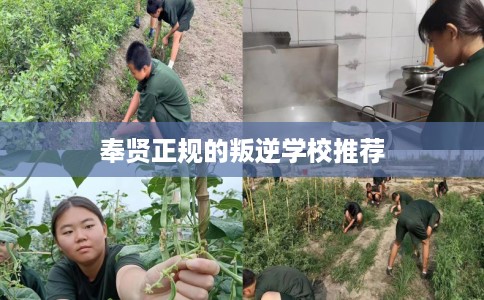 奉贤正规的叛逆学校推荐